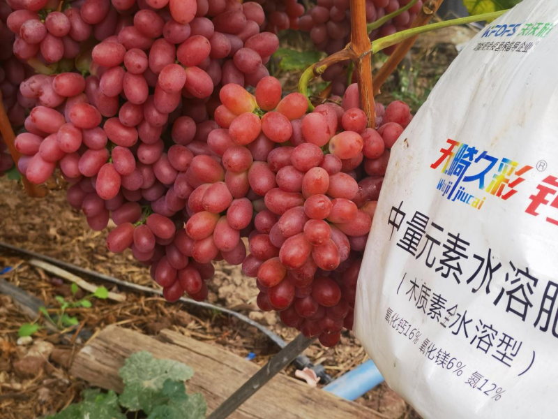葡萄轉(zhuǎn)色期用什么肥料好-無畸久彩鈣鎂顆粒.png