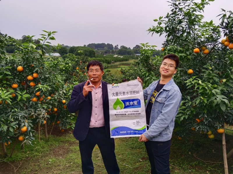 柑橘秋施基肥的作用，總結(jié)歸納三點