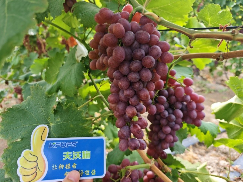 微生物菌劑的作用，你知道嗎？