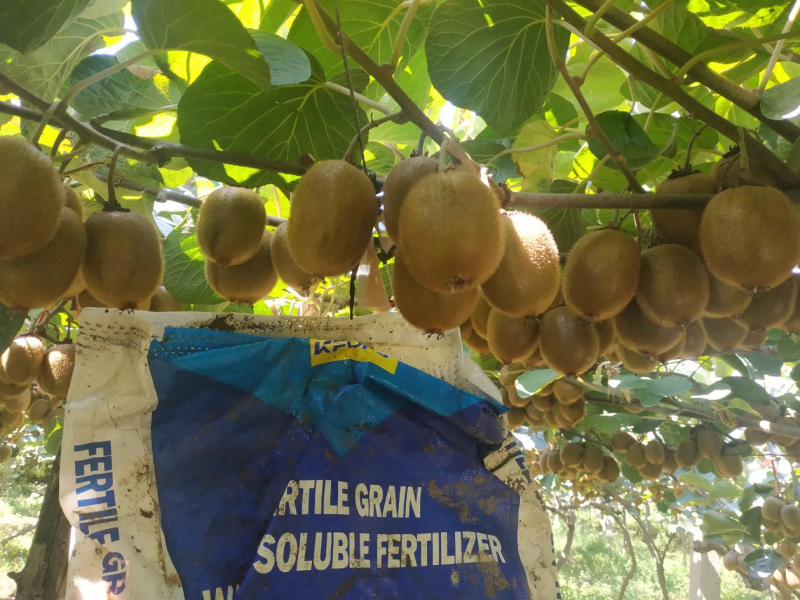 獼猴桃用什么肥料好&mdash;獼猴桃用沃葉水溶肥效果1.png