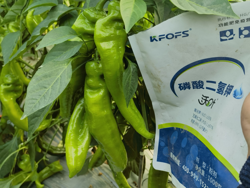 葉面肥的選擇和使用方法