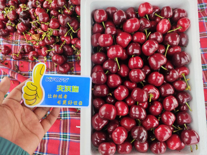 大櫻桃月子肥用什么肥好？