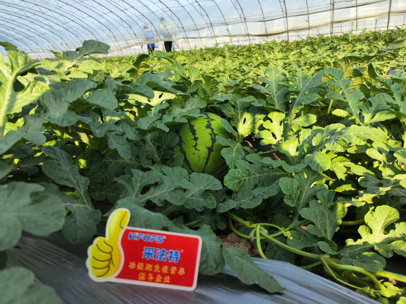 沖施肥和復(fù)合肥的區(qū)別?哪種更適合?