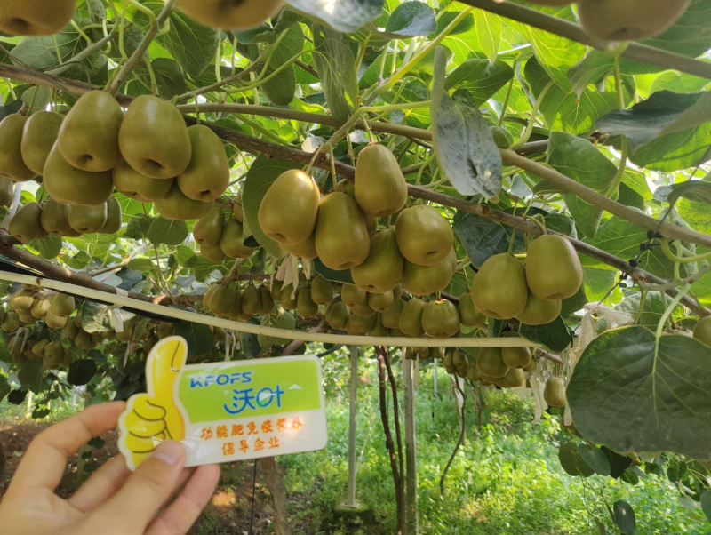 獼猴桃采果后怎樣施肥？