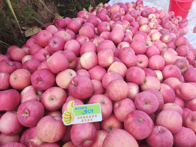 蘋果花葉病毒病怎樣治？預(yù)防和調(diào)理