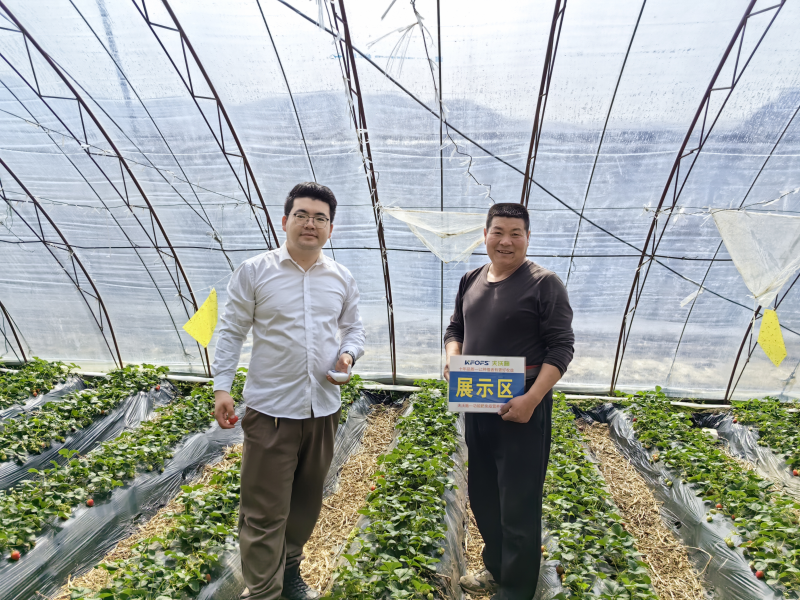 草莓施肥一覽表