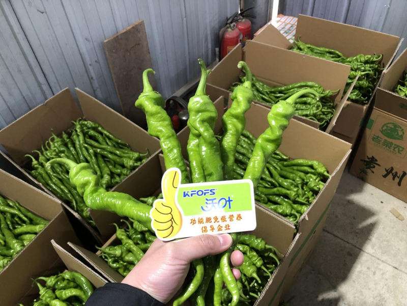 種辣椒用什么肥料比較好？