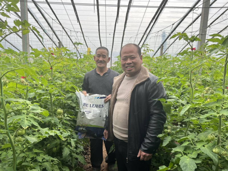 西紅柿怎么施肥？